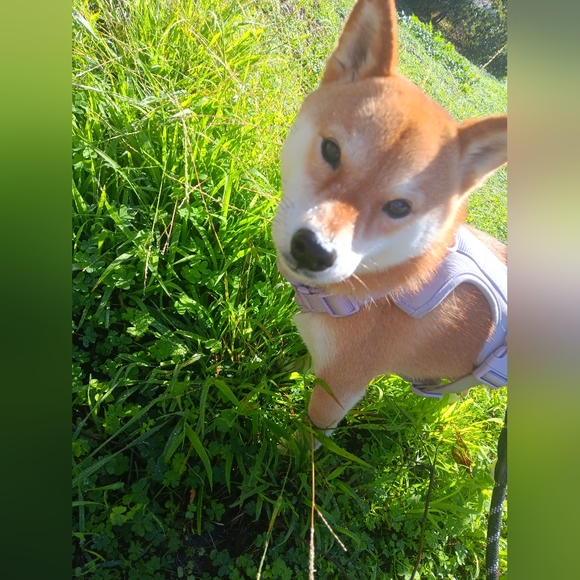 Meet your Posher, Natalie 🐶🐱❤️🐾 - Picture 12 of 12